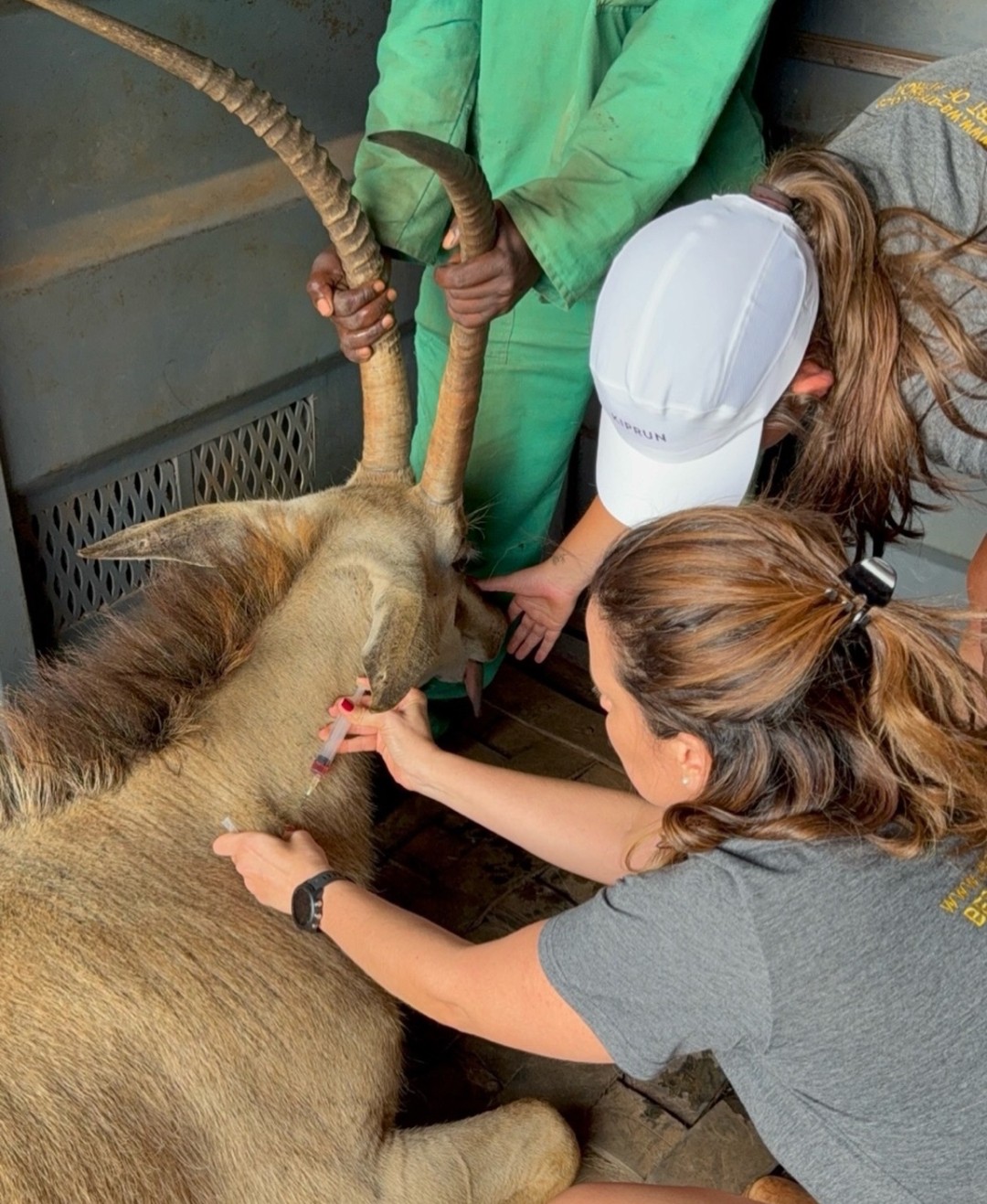 Oryx capture Namibia